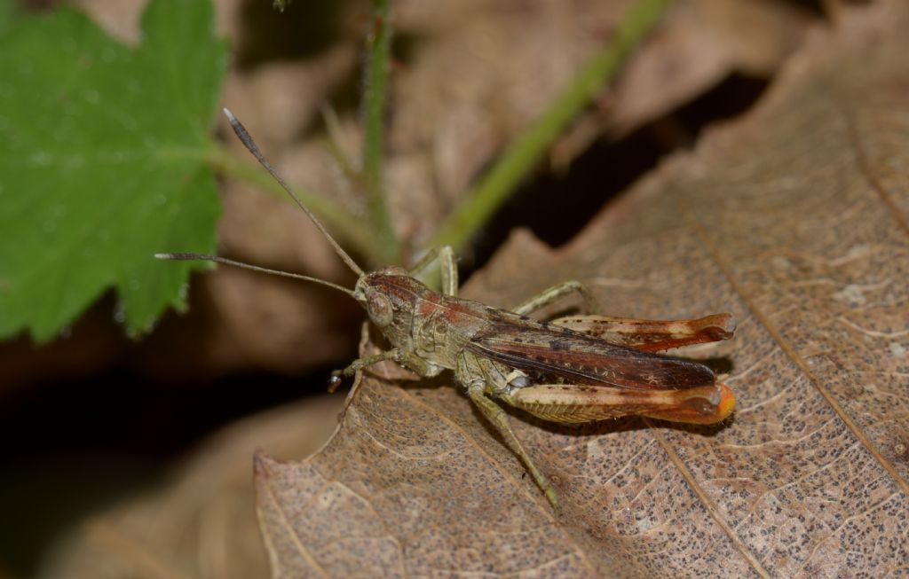 Acrididae: Gomphocerippus rufus ♂♀